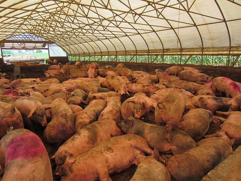 "humane" meat farm keeps pigs in indoor enclosure, tightly packed