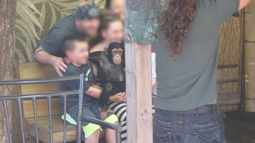 A chimpanzee being held by a human family.