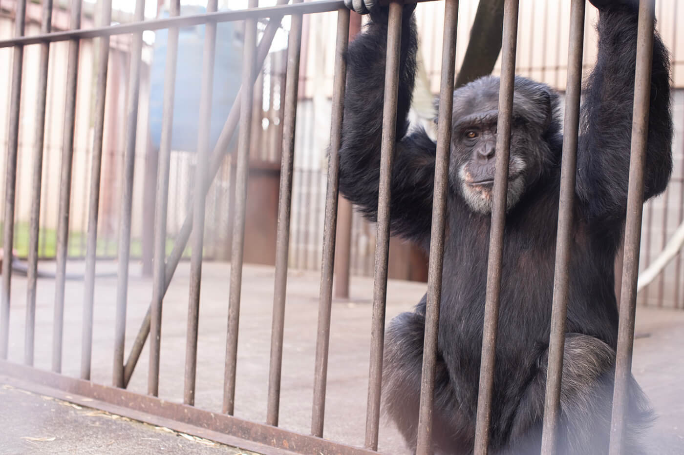 A chimpanzee in a cage