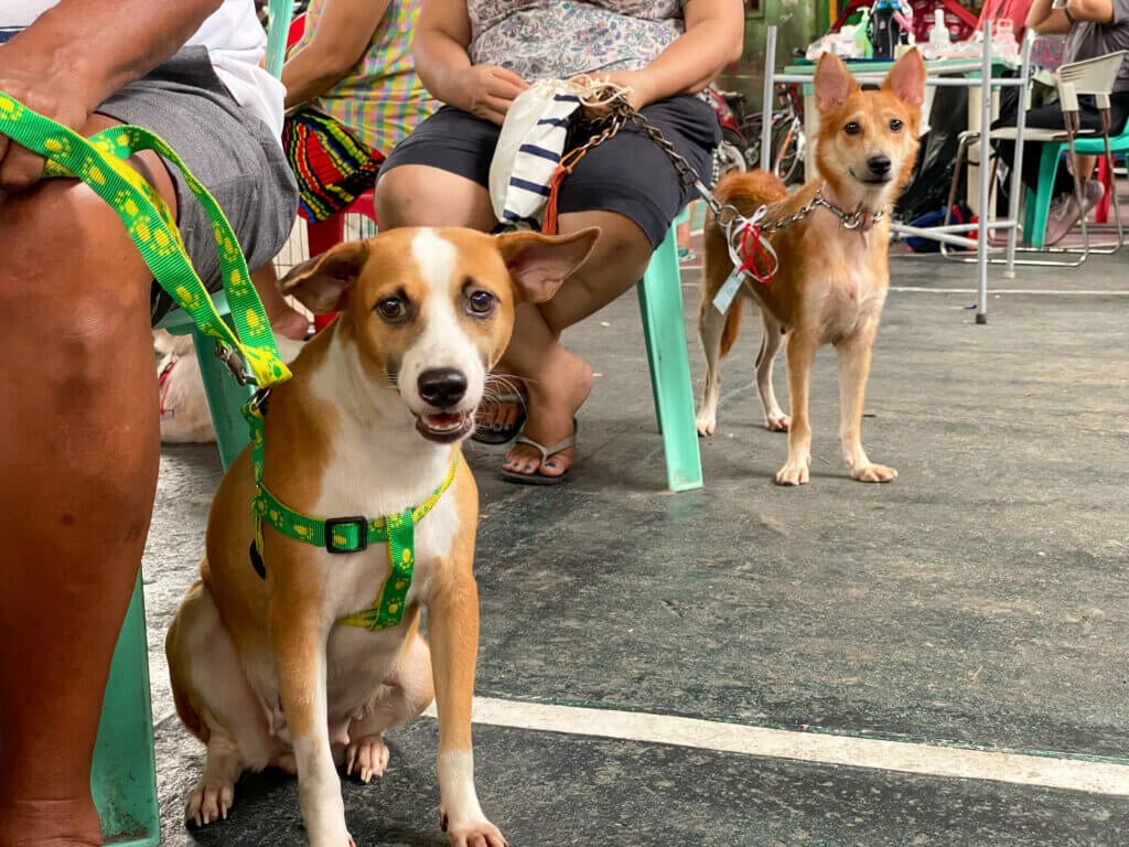 Two dogs and their guardians waiting for medical care