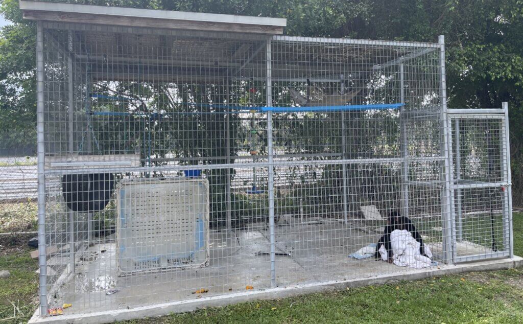 A chimpanzee in a barren cage