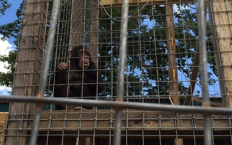 Louie eating in a cage