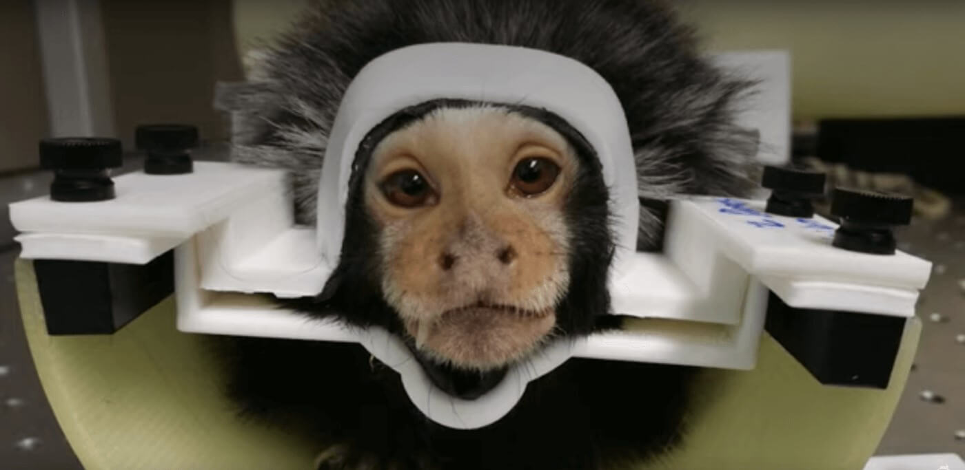 a marmoset in a head brace