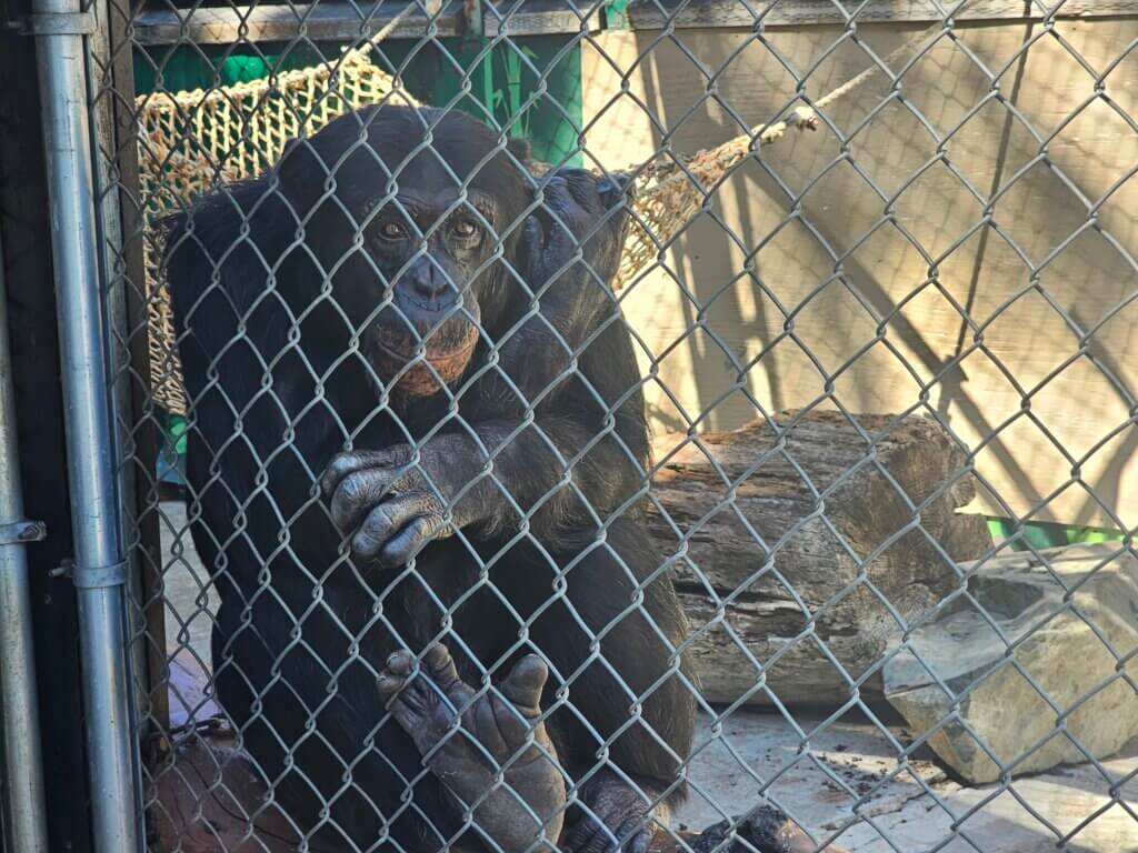 A Chimpanzee looks at the camera from a cage