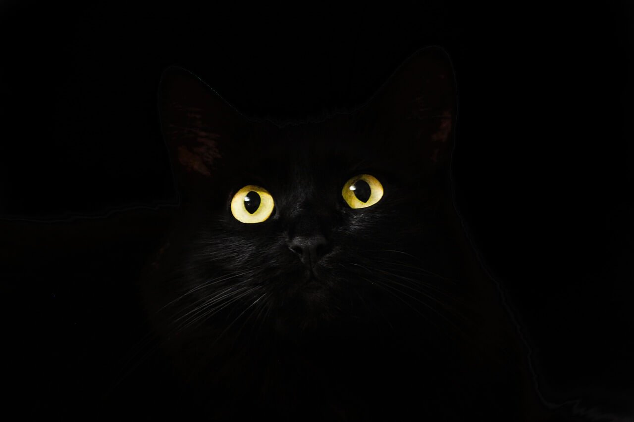 face of black cat with yellow eyes on black background