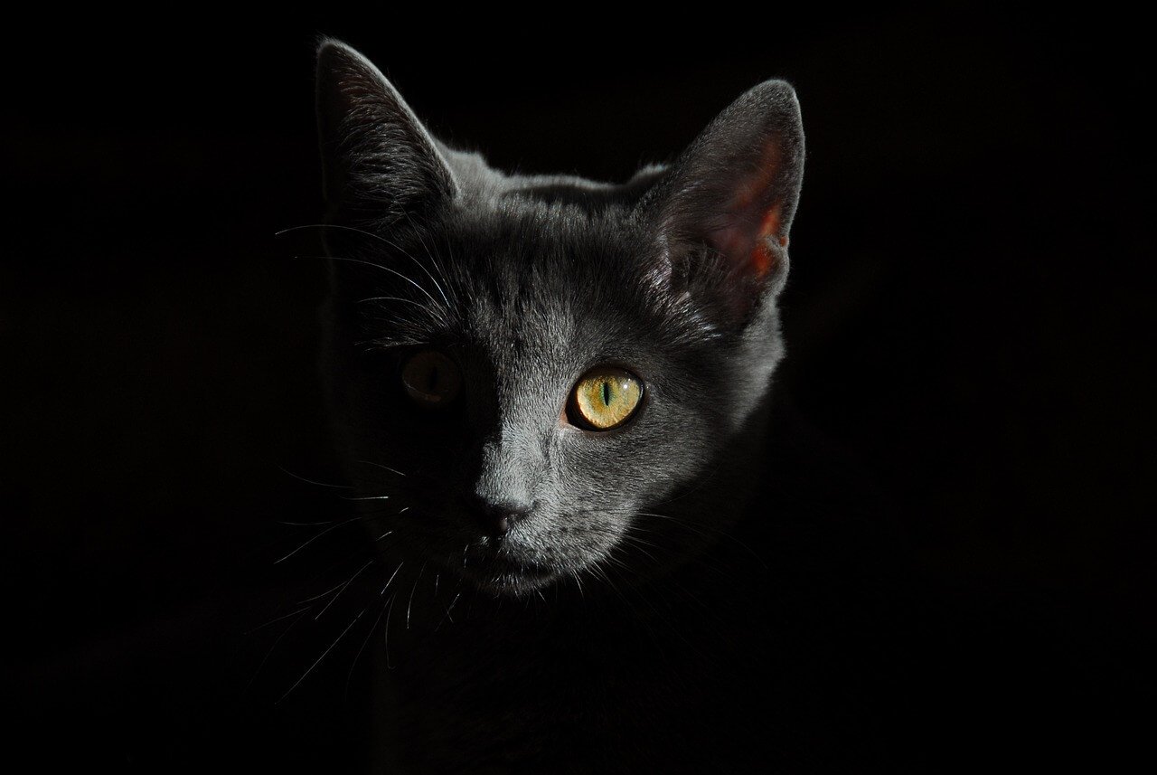 face of gray cat on black background