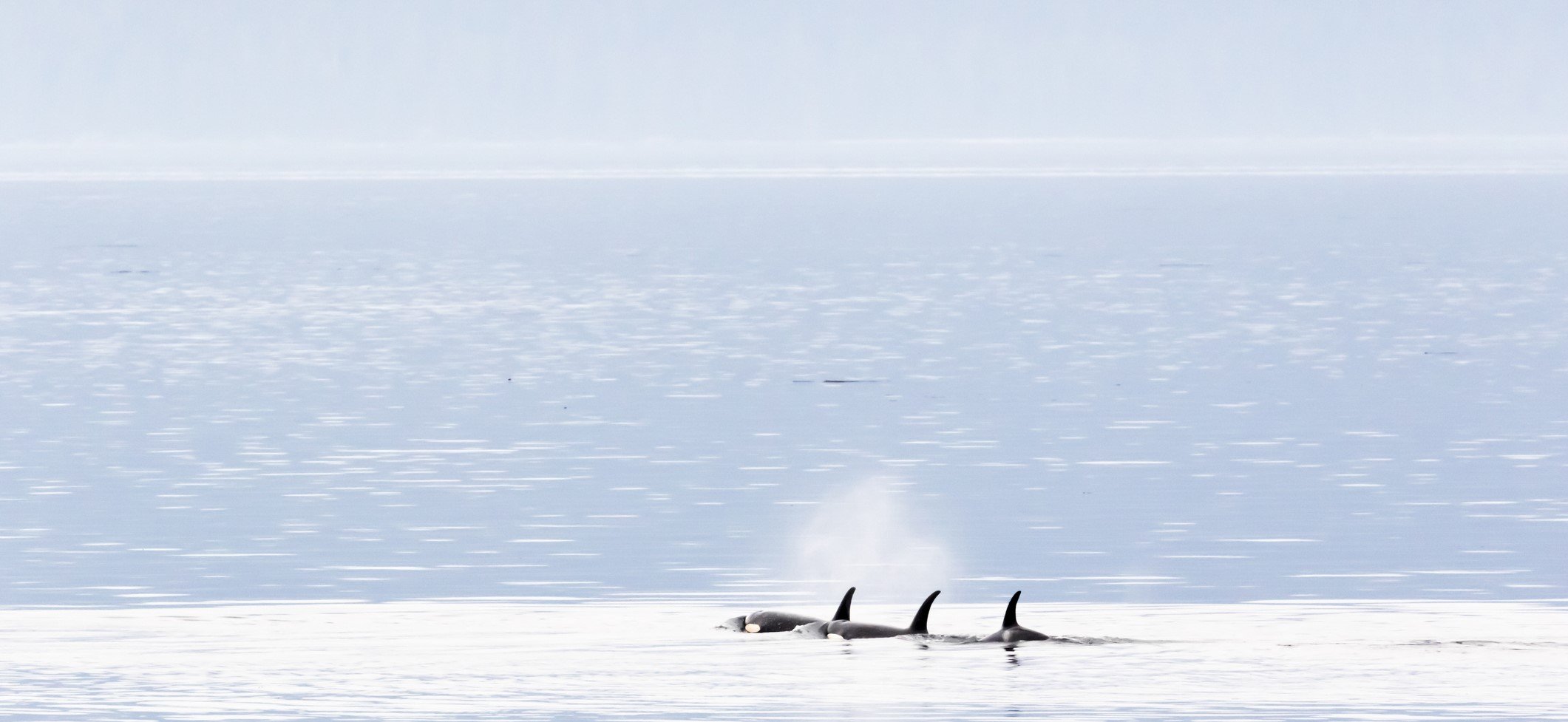 Orcas are often seen from ships cruising the Inside Passage through Chatham Strait