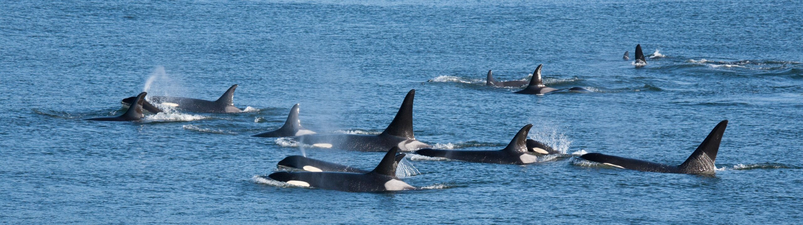 A pod of Southern Resident orcas in British Columbia, Canada.