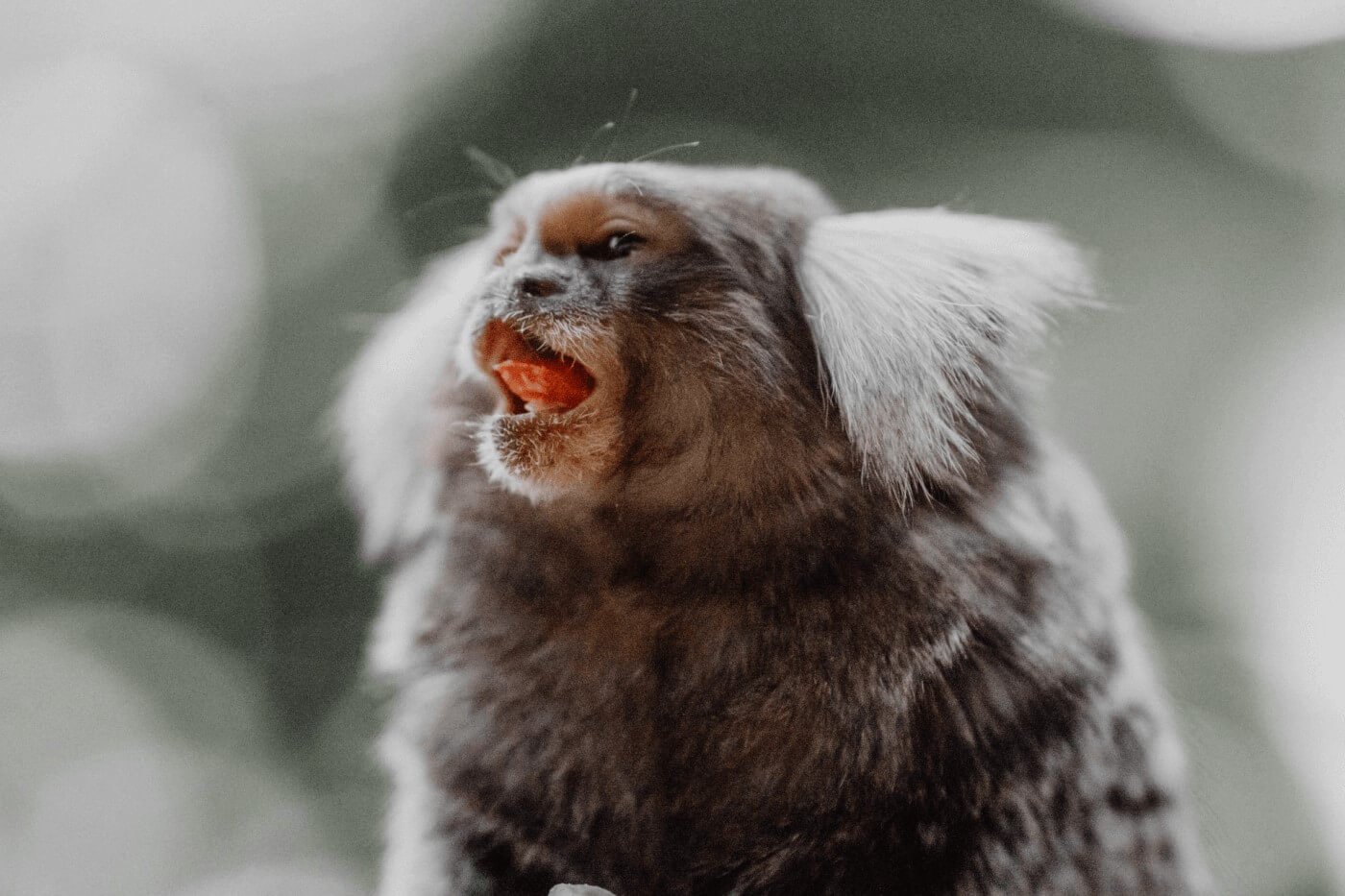 A close up of a marmoset