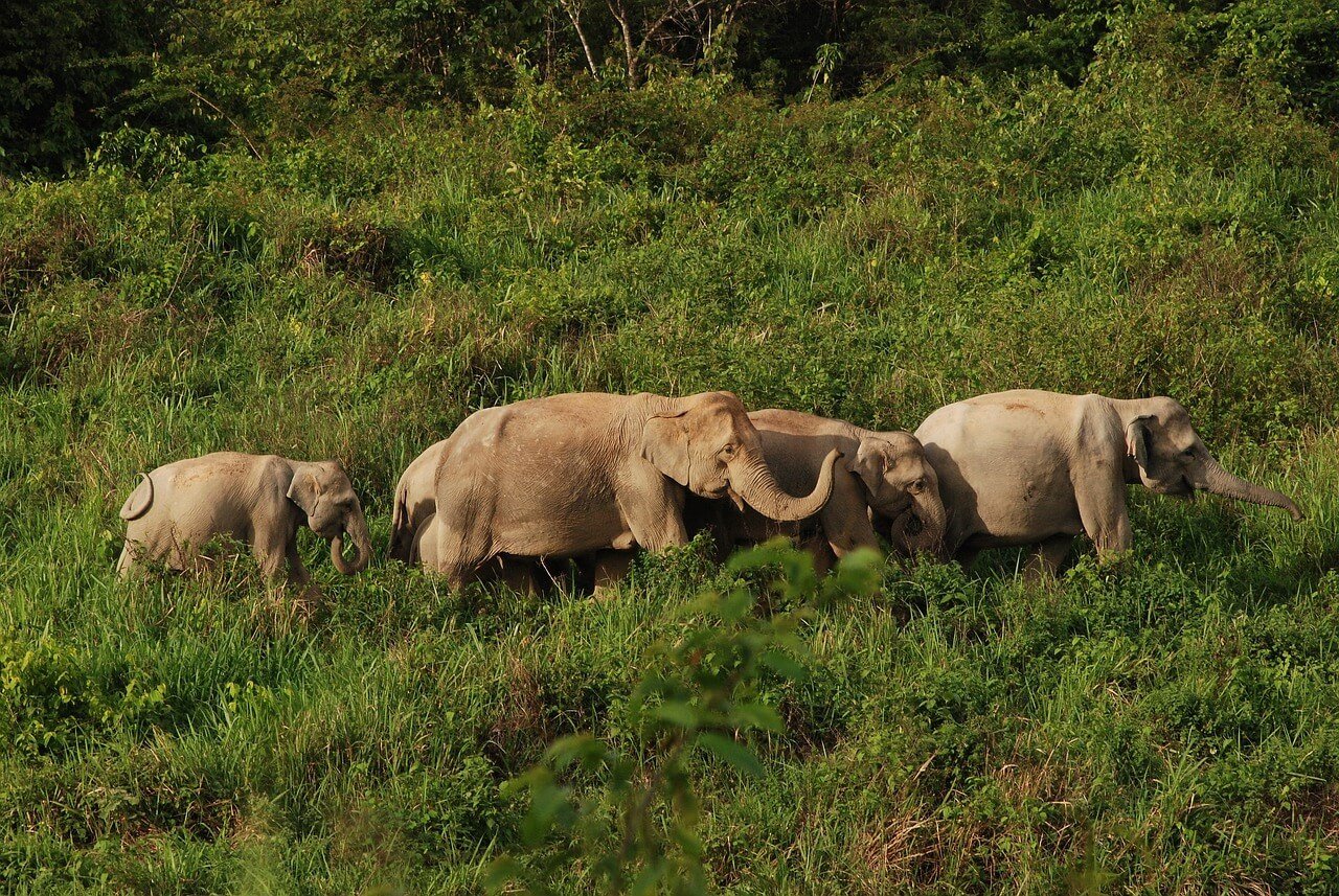 Elephants walking in a line