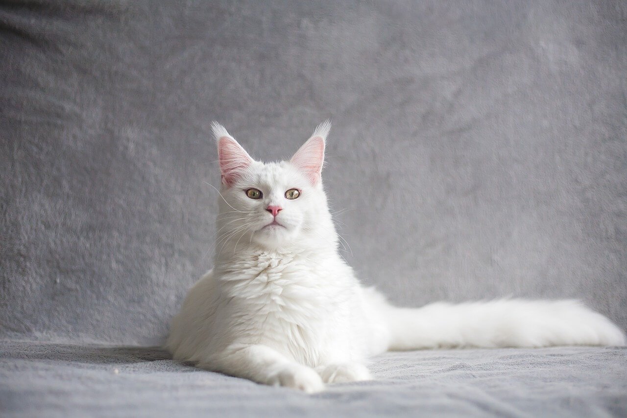 white cat indoors with gray background