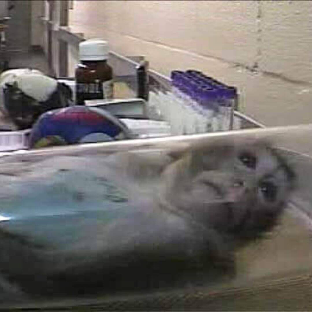 A monkey inside a restraint tube at Covance