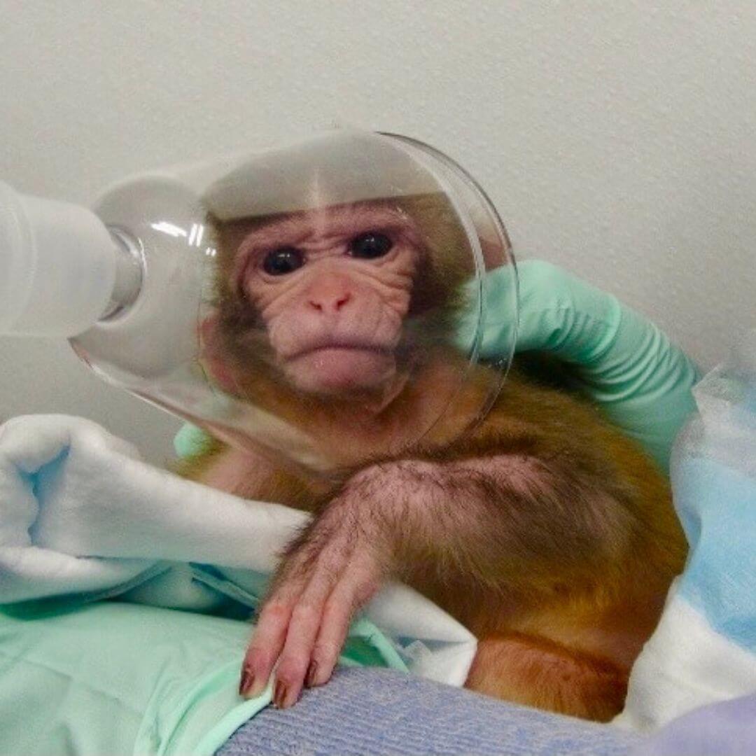 Scared baby monkey used in experiment