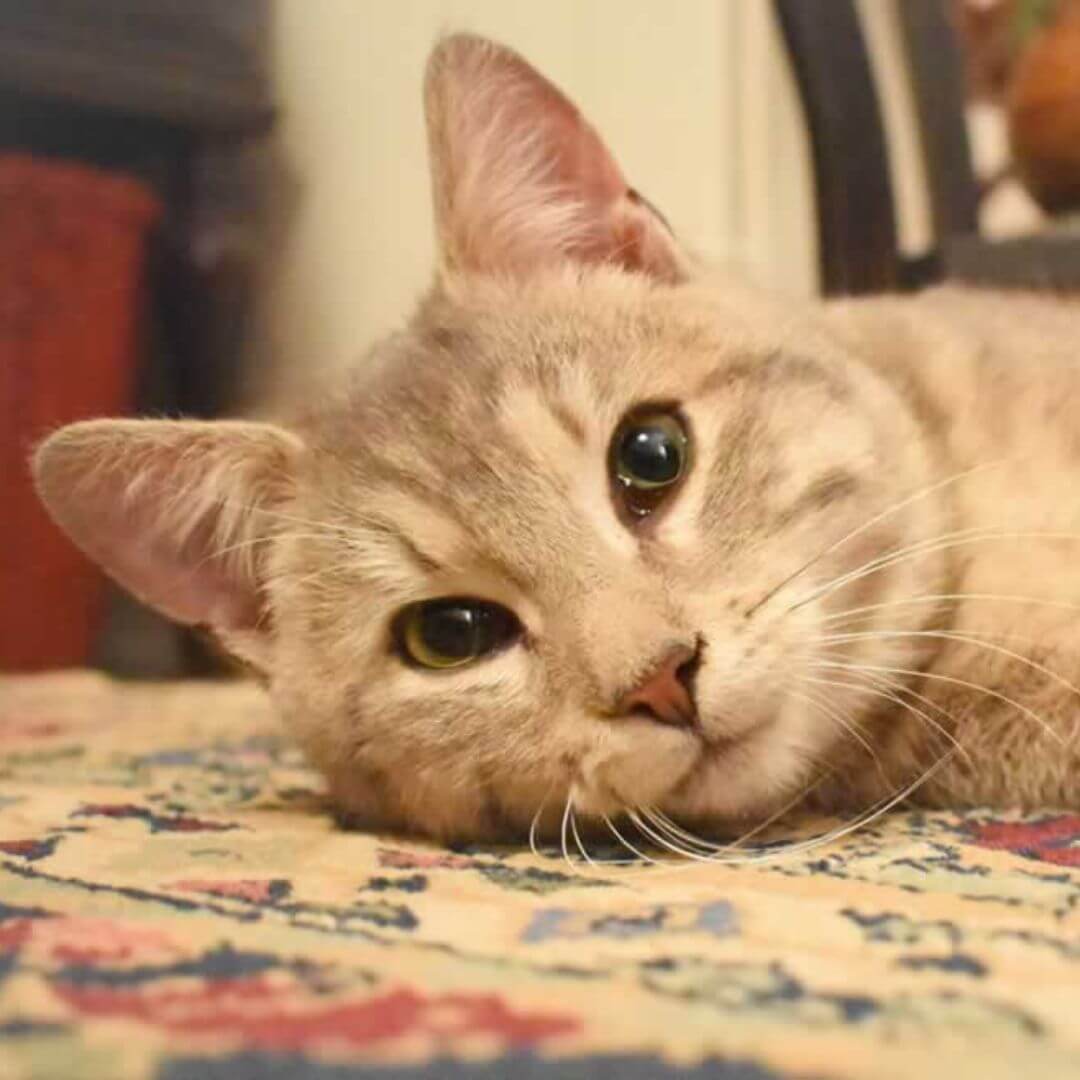 Kenny, a cat PETA rescued from a gas station, lying on Oriental rug