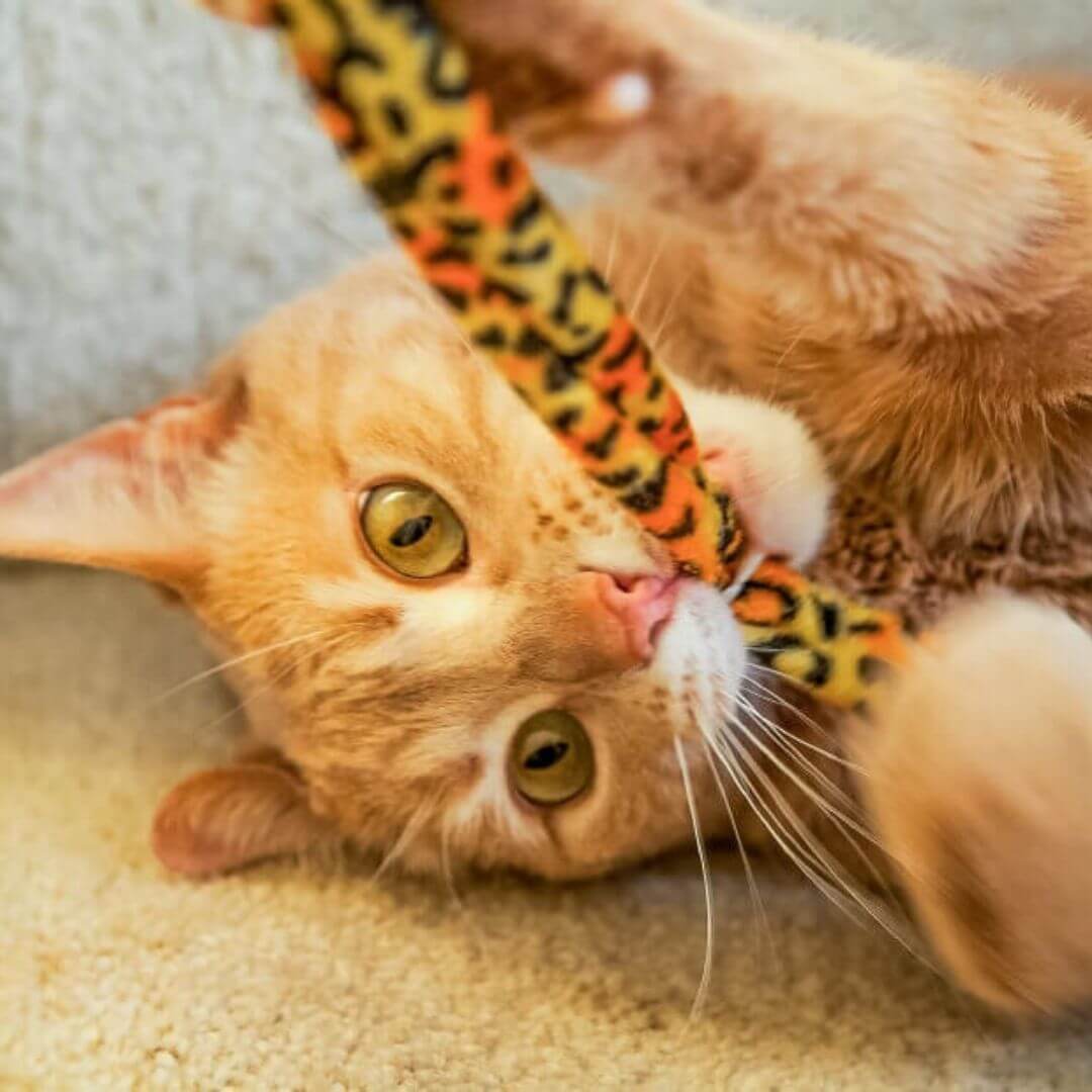 Playful ginger cat biting cat toy