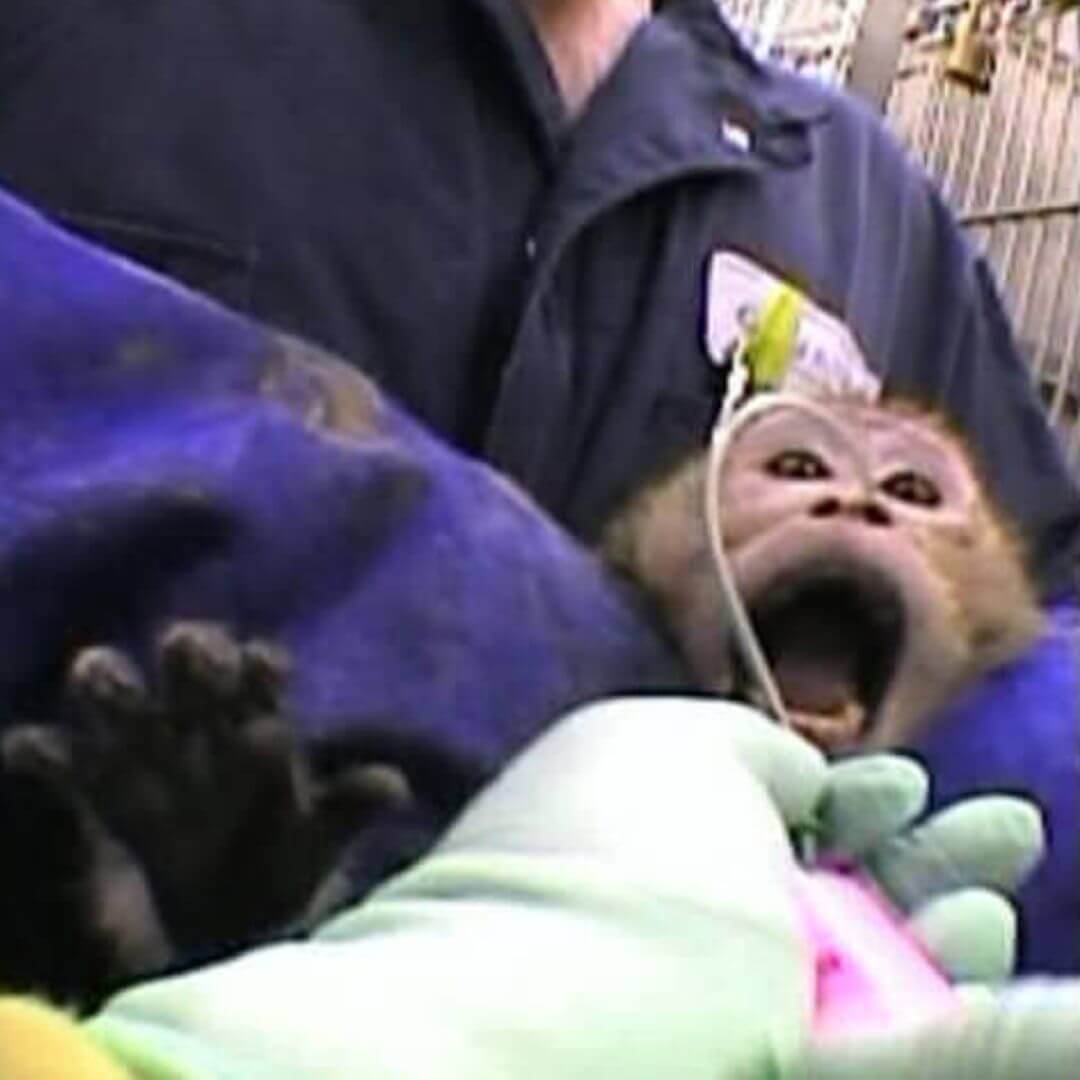 Scared monkey screaming while being used for an experiment