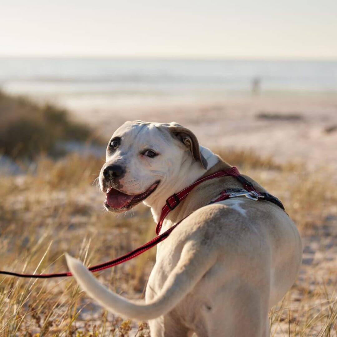 A dog wearing a leash while out for a walk