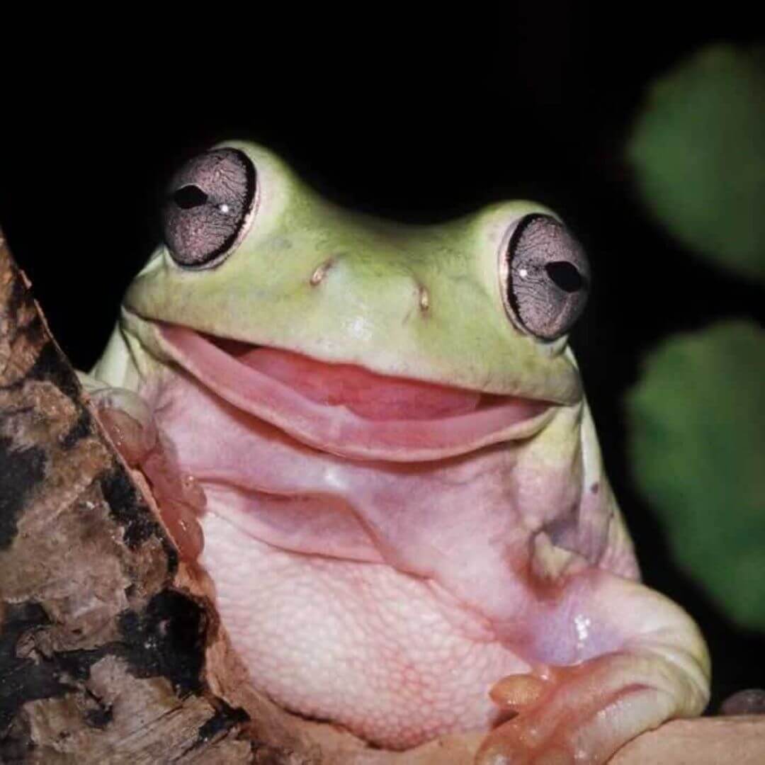 Smiling frog on tree branch