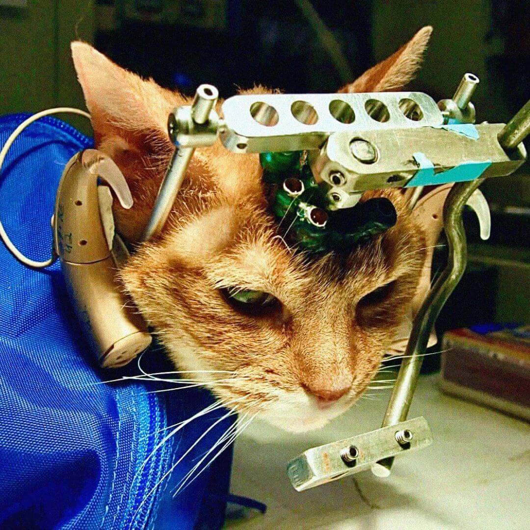 A cat with medical device attached to their head