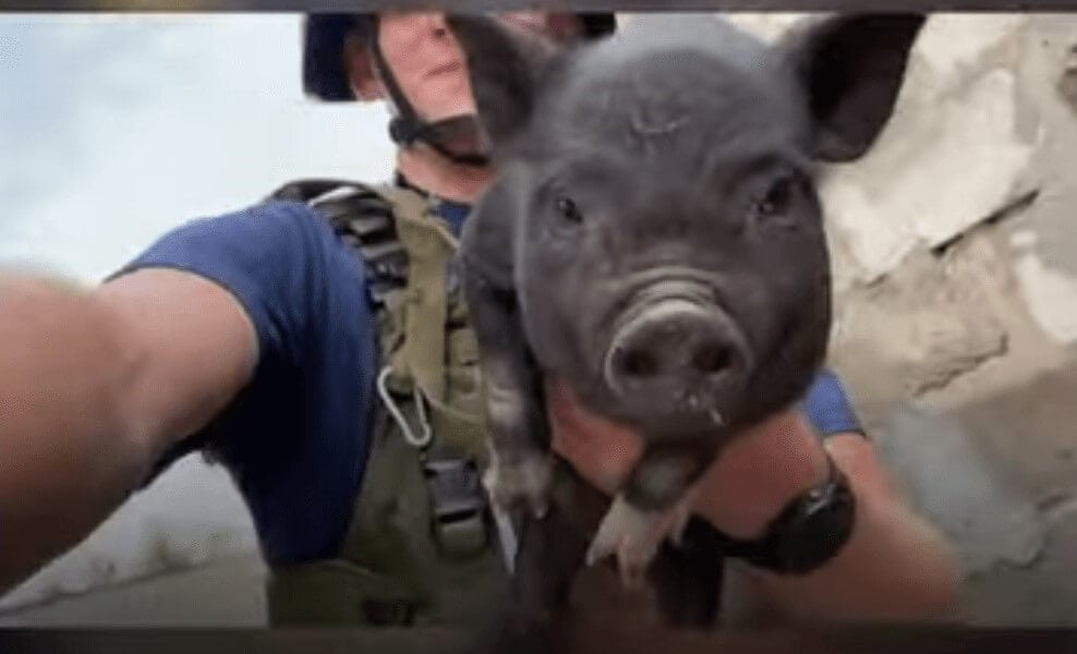 Man holding black pig