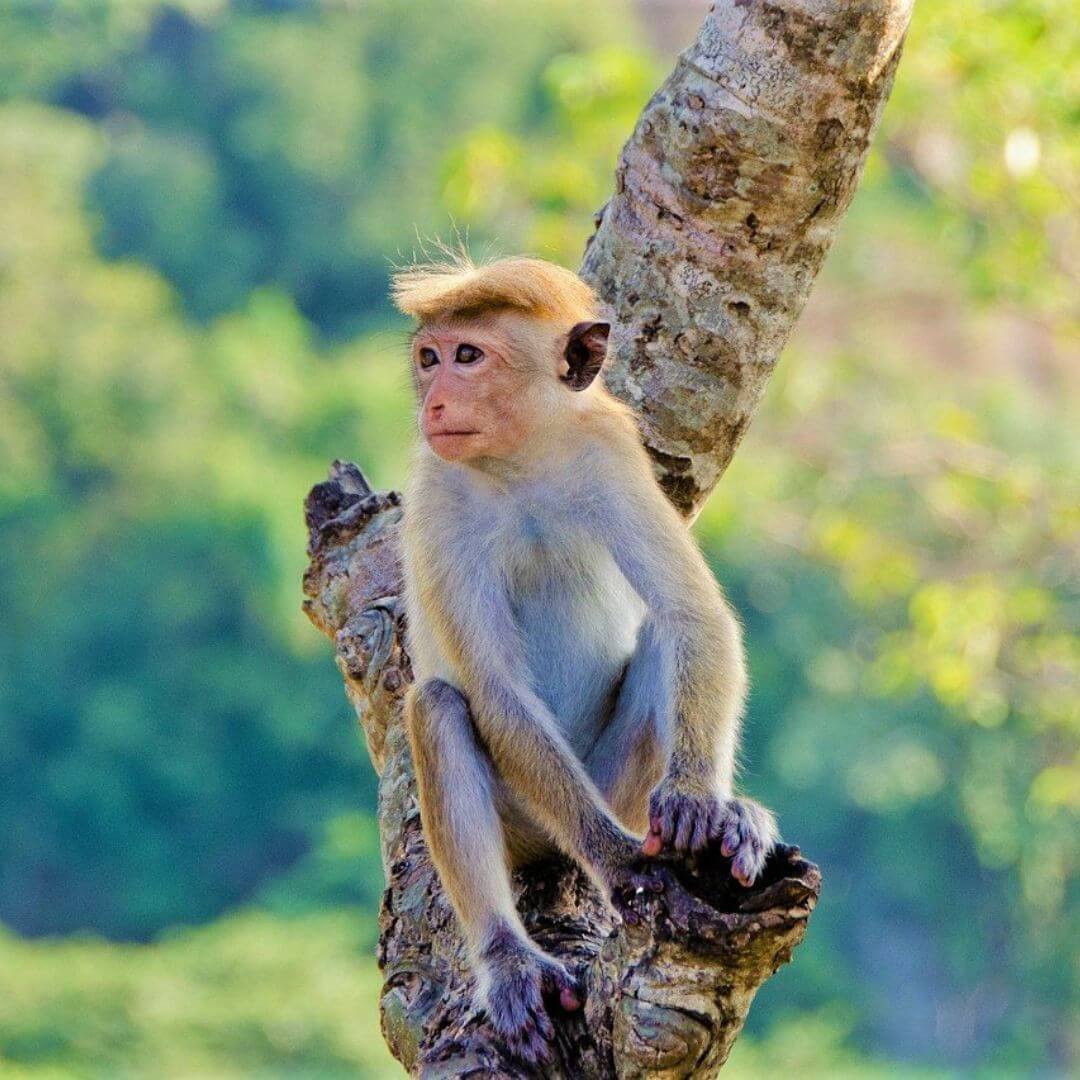 toque macaque male on tree branch