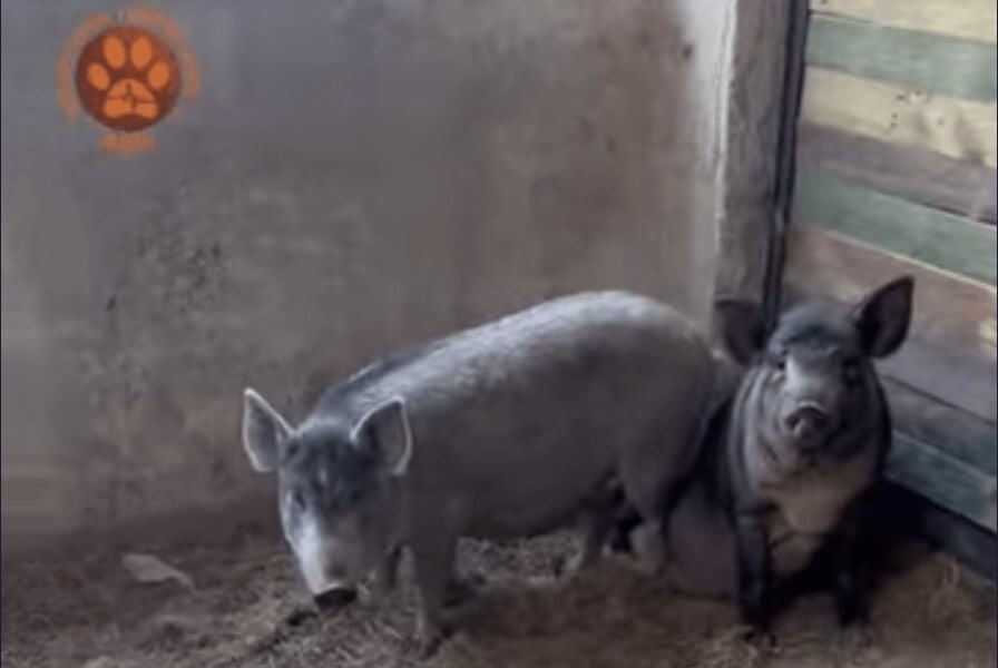 Two black pigs in stall