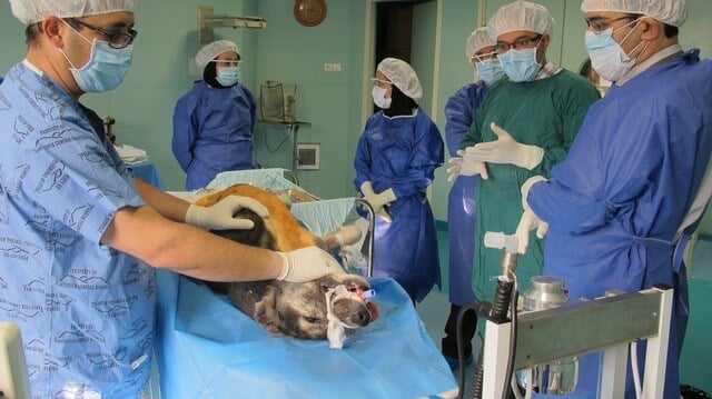 People in scrubs surrounded by a dog