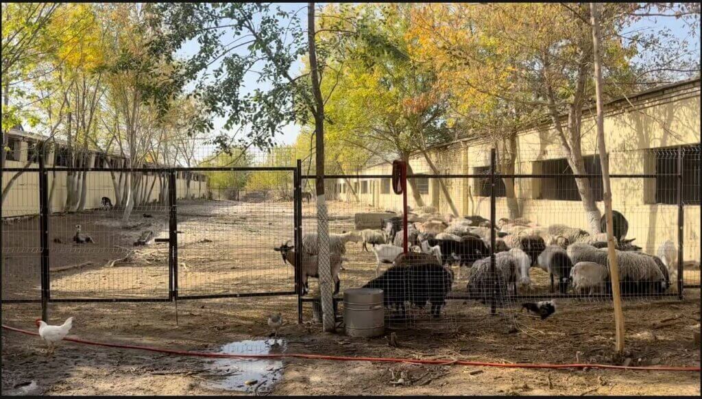 A group of goats and sheep in one pasture