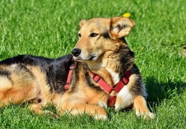 dog with red harness on laying in a field of grass