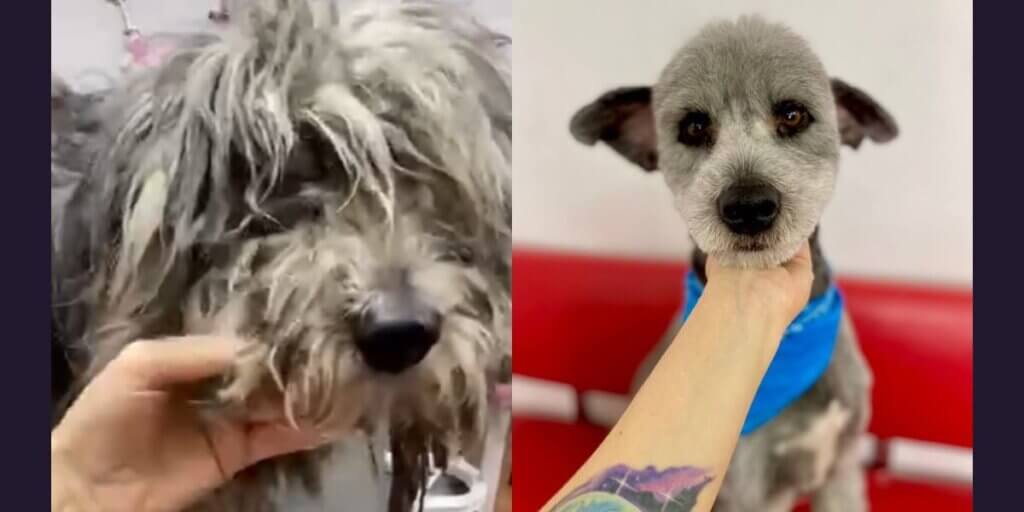 Side by side photos showing a dod before and after being groomed