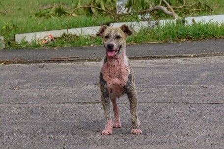 A small brown dog