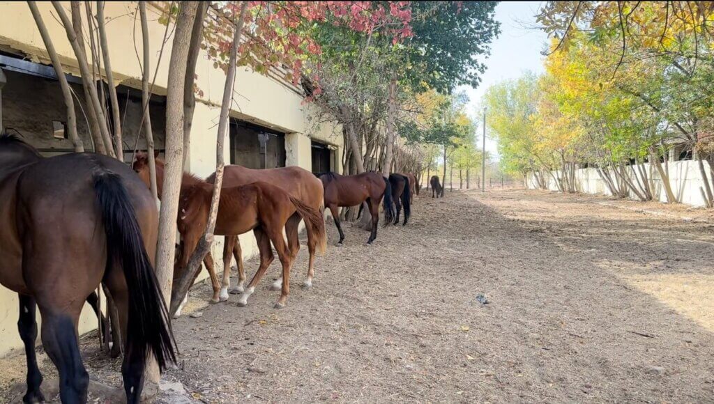 A group of horses in a pasture