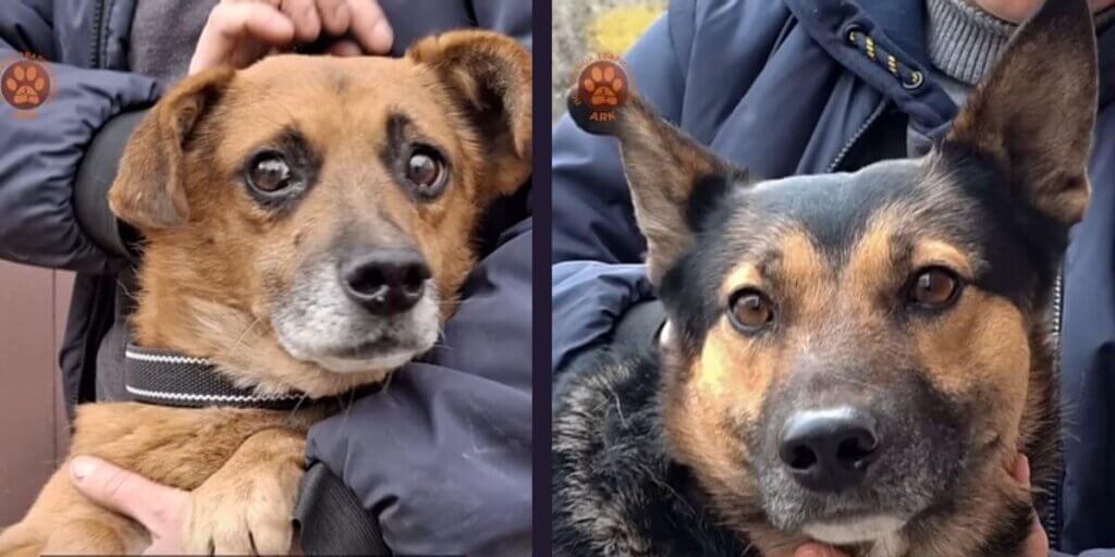 Side by side photos of two dogs