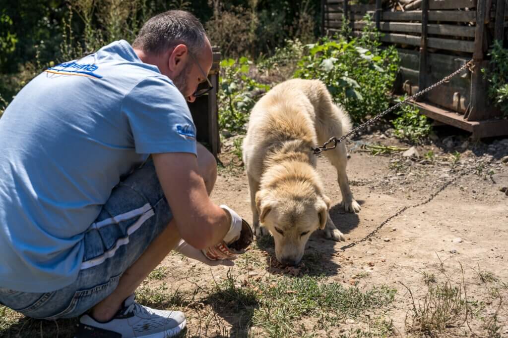 man feeding a chained dog