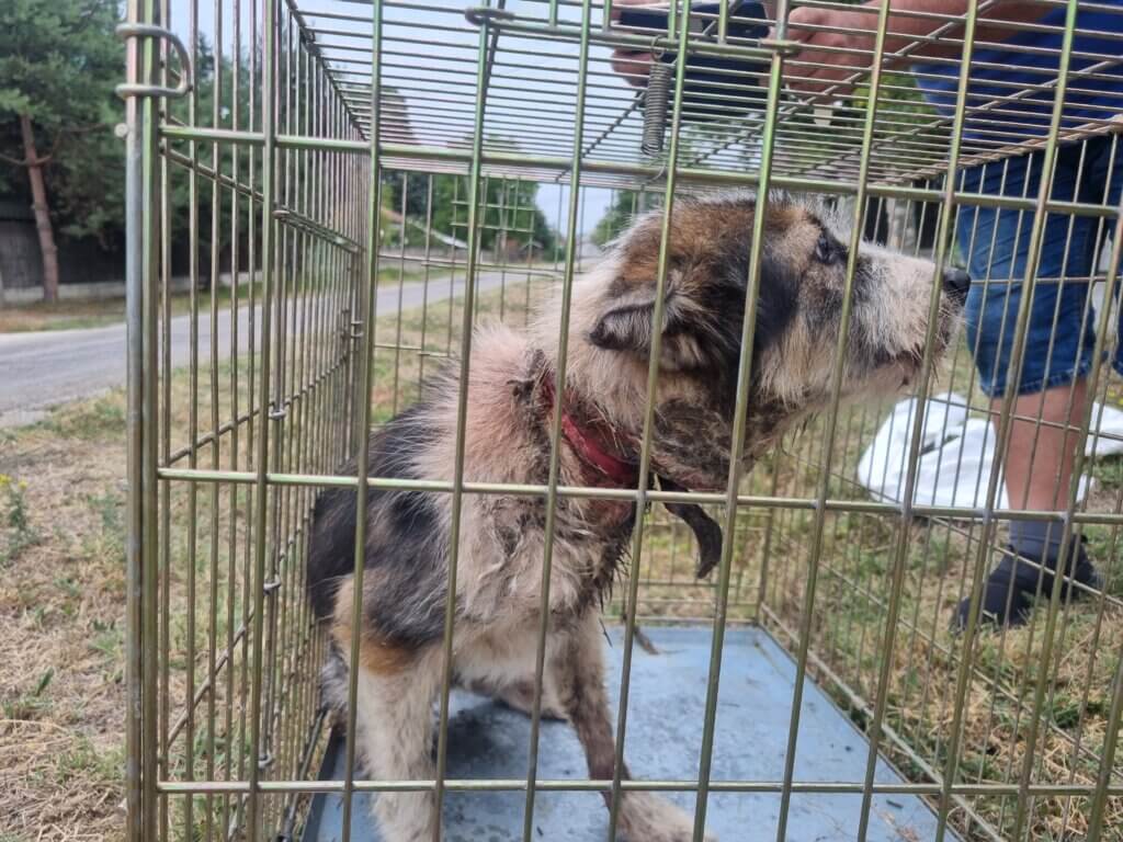 dog with collar embedded in their neck causing a severe wound