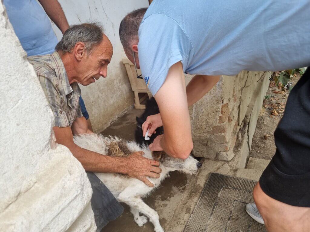 man applies flea treatment to a dog