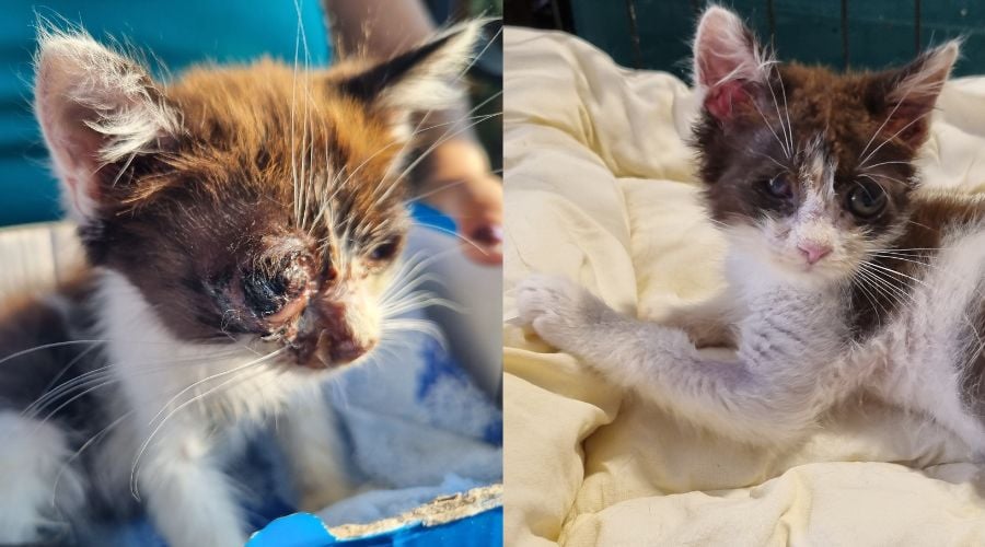 before/after of kitten with severe eye infection and the healed eye after treatment