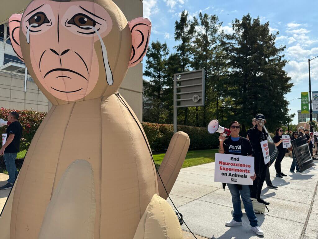 PETA demonstrators holding signs and standing next to an inflatable monkey