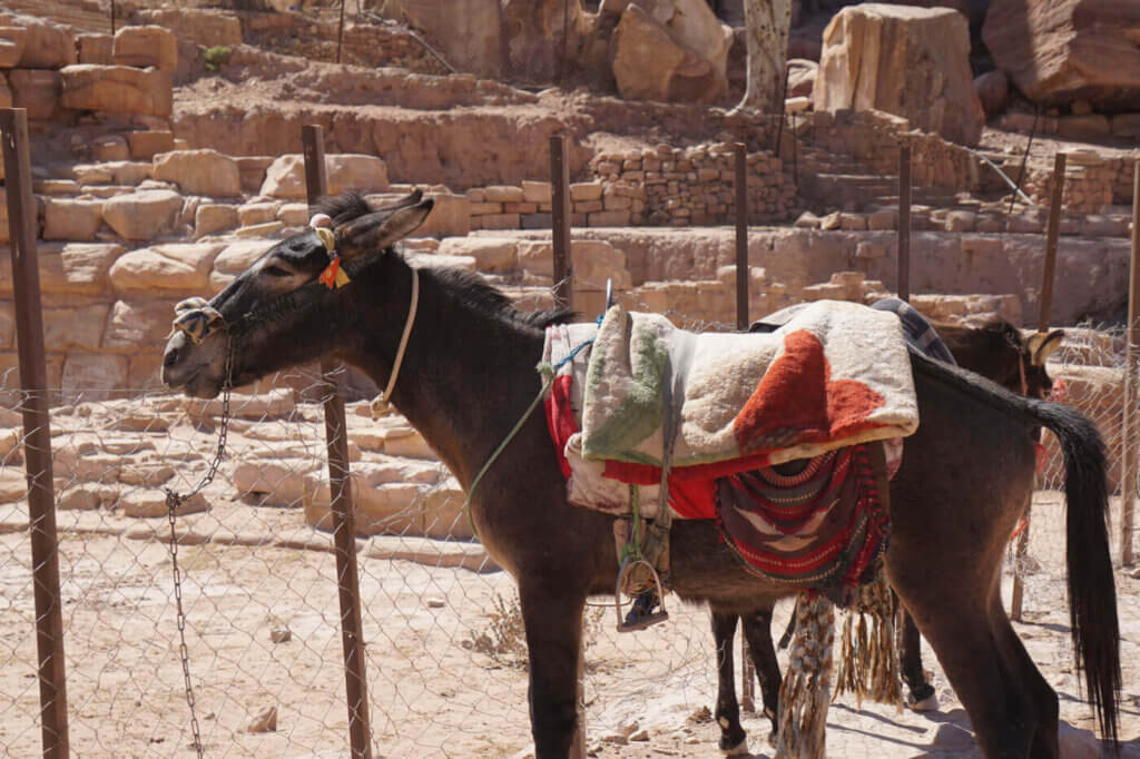 A chained donkey