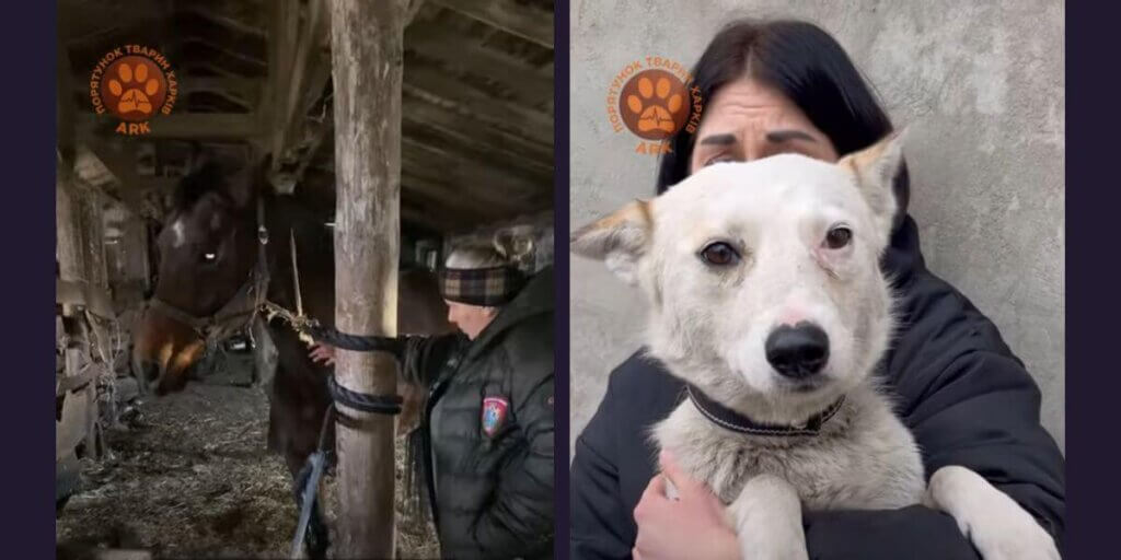 A tethered horse and a person holding a white dog