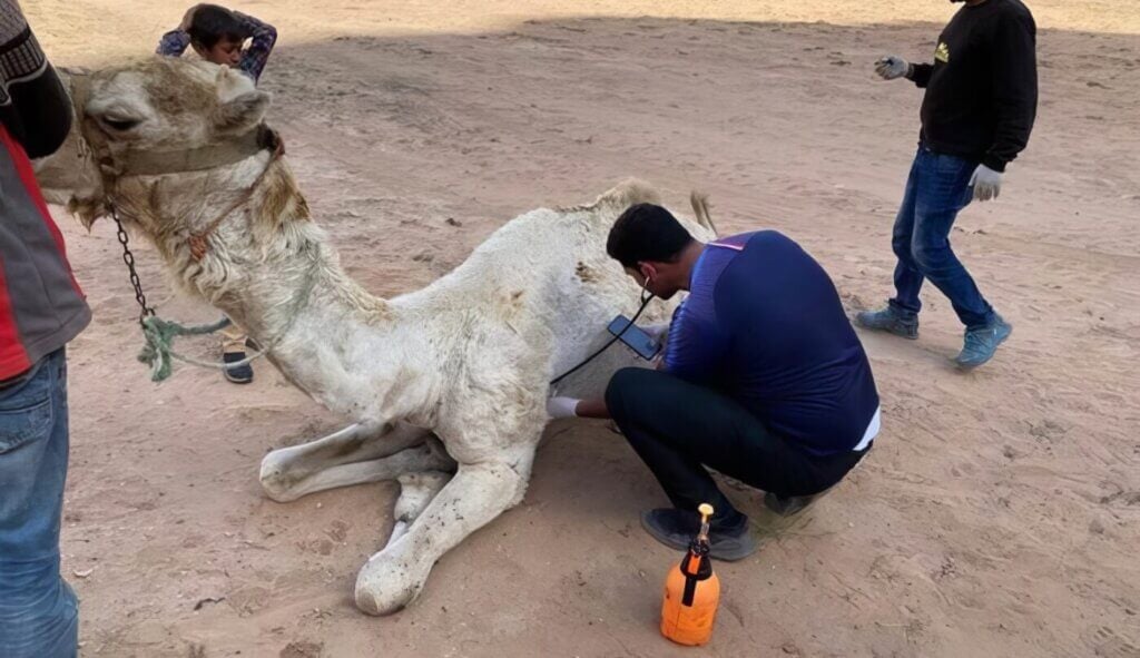 A vet treating a camel