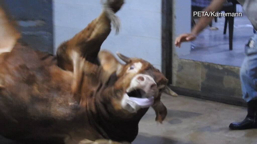 cow in slaughterhouse