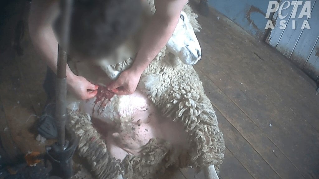 sheep being stitched after shearing