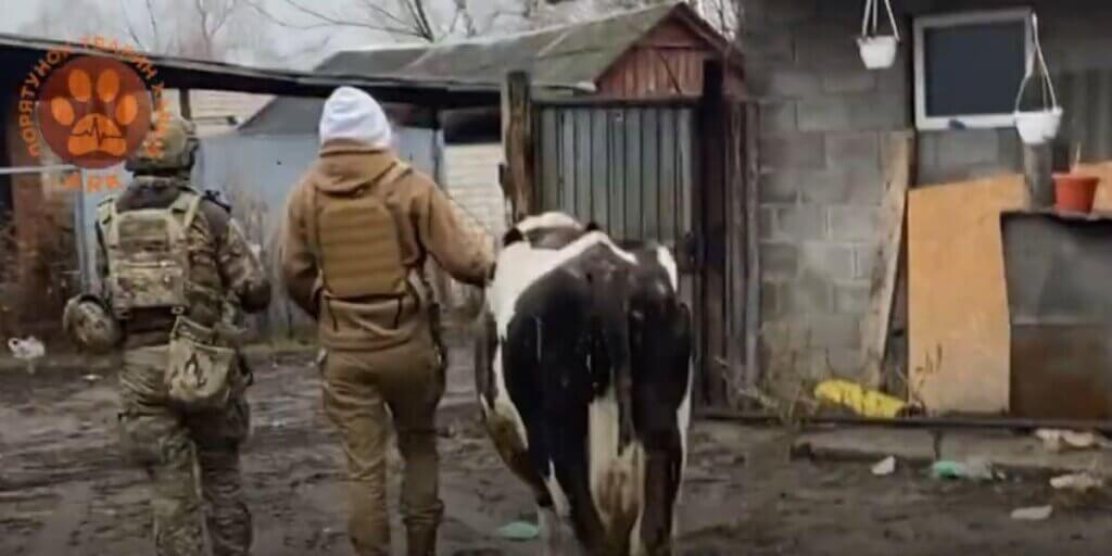 Two men and a cow walking away