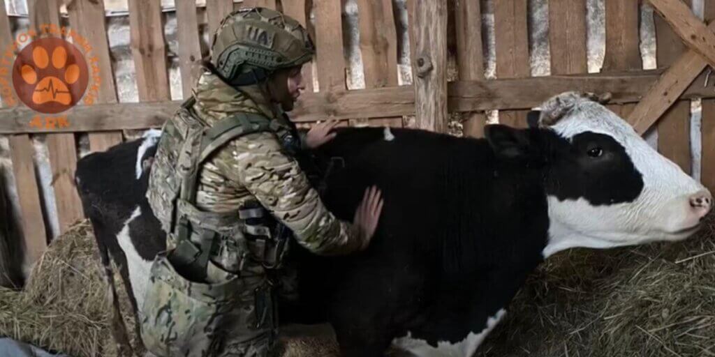 A man in military gear examining a cow