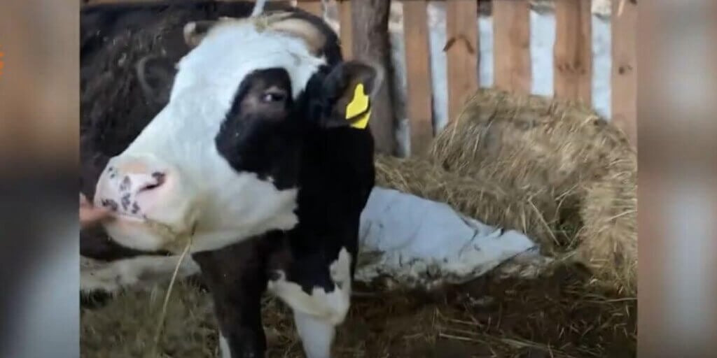 A black and white cow