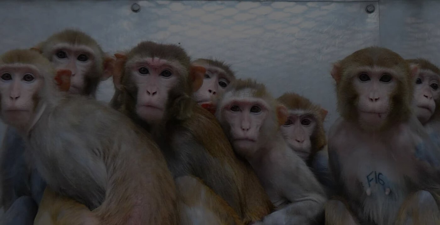 Monkeys looking out at the camera