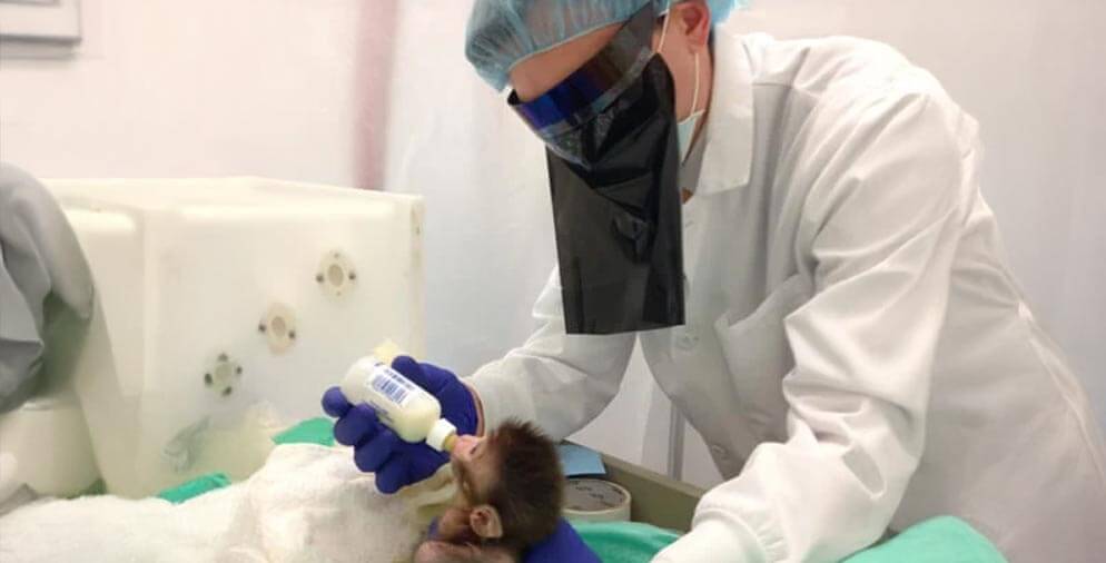 A masked experimenter bottle feeding a monkey