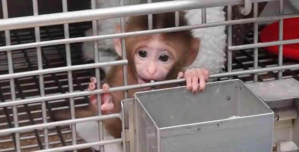 A baby monkey looking out from a cage