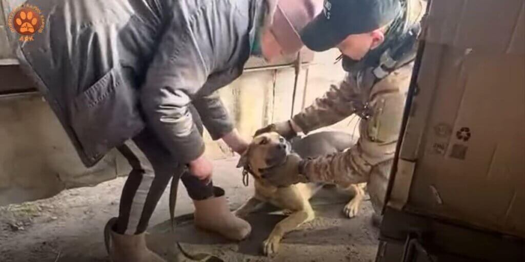 A dog being helped by rescuers